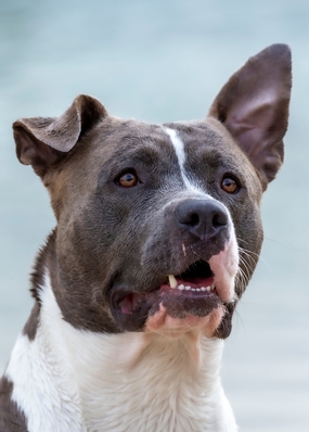 斯塔福斗牛梗犬摄影图片